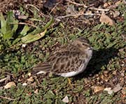 Picture/image of Least Sandpiper