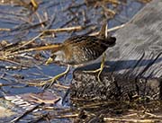 Picture/image of Sora