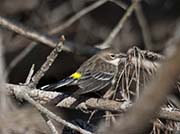 Picture/image of Yellow-rumped Myrtle Warbler