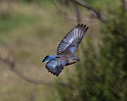 Picture/image of Western Bluebird