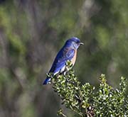 Picture/image of Western Bluebird
