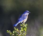 Picture/image of Western Bluebird