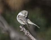 Picture/image of Gray Flycatcher