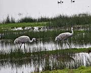 Picture/image of Sandhill Crane