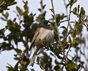 Picture/image of Dark-eyed Junco