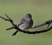 Picture/image of Gray Flycatcher