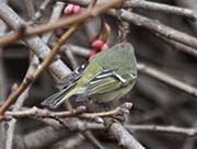 Picture/image of Ruby-crowned Kinglet