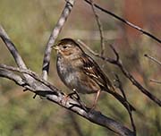 Picture/image of Golden-crowned Sparrow
