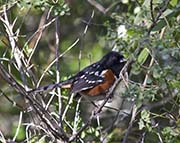 Picture/image of Spotted Towhee