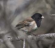 Dark-eyed Junco