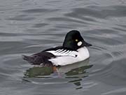 Picture/image of Common Goldeneye