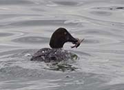 Picture/image of Common Goldeneye