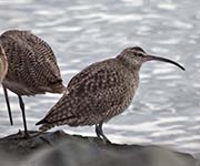 Picture/image of Whimbrel