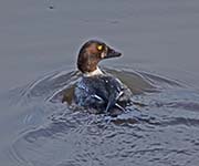 Picture/image of Common Goldeneye