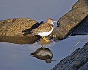 Picture/image of Spotted Sandpiper