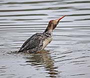 Picture/image of Red-breasted Merganser
