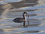 Picture/image of Horned Grebe