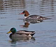 Picture/image of Common Merganser