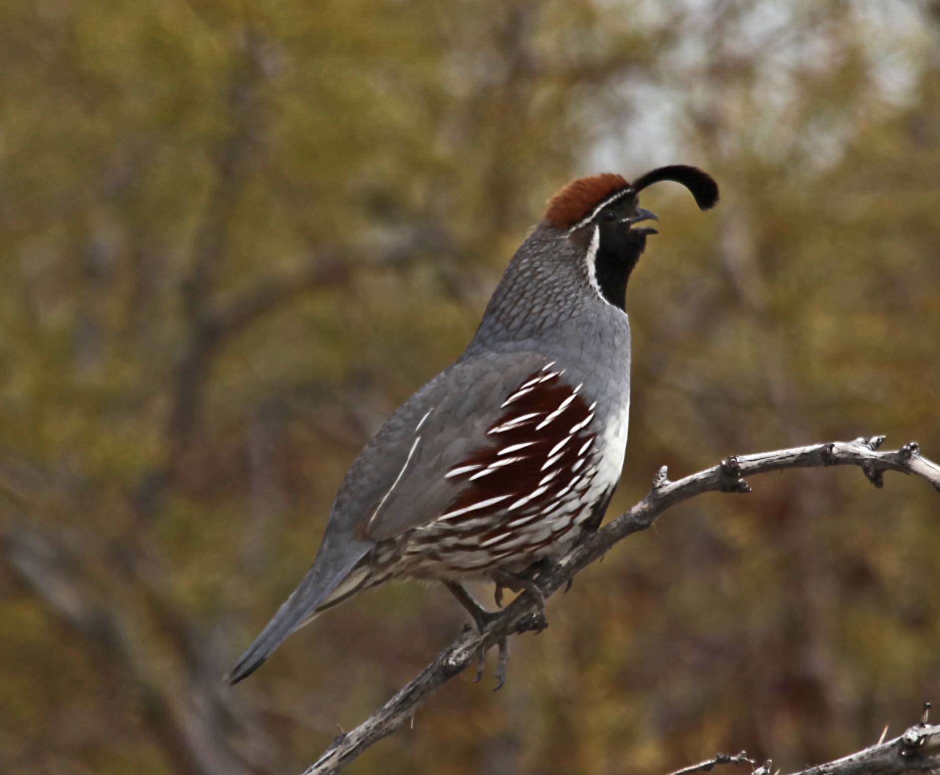 Pictures and information on Gambel's Quail