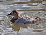 Picture/image of Canvasback