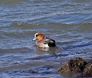 Picture/image of American-Eurasian Wigeon