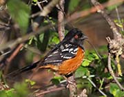 Picture/image of Spotted Towhee