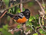 Picture/image of Spotted Towhee