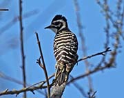 Picture/image of Nuttall's Woodpecker