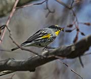 Picture/image of Yellow-rumped Audubon Warbler