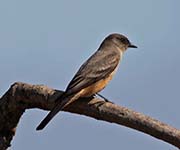 Picture/image of Say's Phoebe