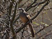 Picture/image of California Thrasher