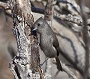 Picture/image of Oak Titmouse