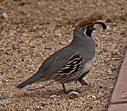 Gambel's Quail