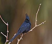 Picture/image of Phainopepla