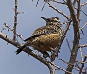 Picture/image of Cactus Wren