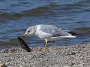 Picture/image of Ring-billed Gull