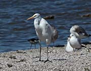 Picture/image of Reddish-White Morph Egret
