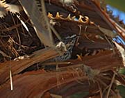 Picture/image of Cactus Wren