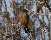 Picture/image of Say's Phoebe