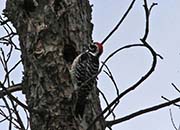 Picture/image of Nuttall's Woodpecker