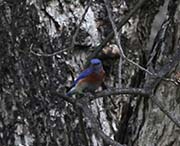 Picture/image of Western Bluebird