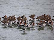 Picture/image of American Avocet