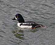 Picture/image of Barrow's Goldeneye