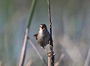 Picture/image of Marsh Wren