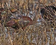 Picture/image of White-faced Ibis