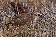 Picture/image of White-faced Ibis