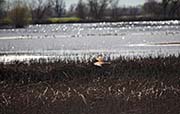 Picture/image of Sacramento Wildlife Refuge