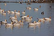 Picture/image of Snow Goose