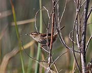 Picture/image of Marsh Wren