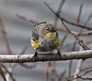 Picture/image of Yellow-rumped Audubon Warbler